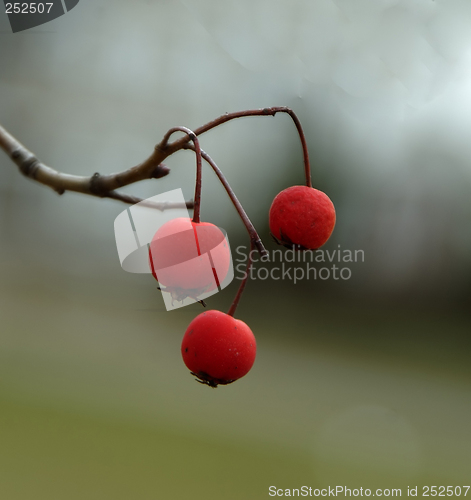 Image of Wild Berries