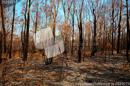 Image of Blackened trees and bushland after bushfire