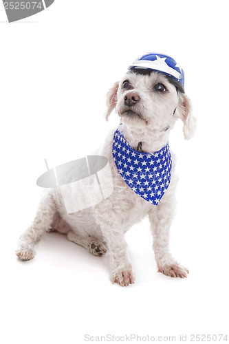 Image of Dog wearing helmet and bandana