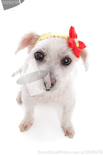 Image of White dog wearing bandana with flower decoration