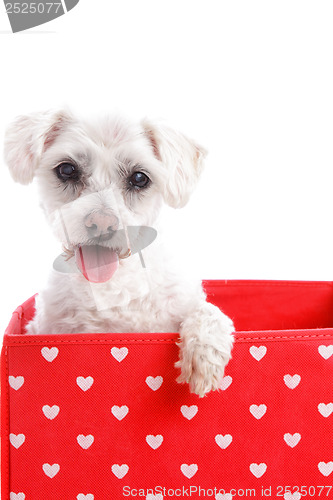 Image of Cute puppy dog in a red love heart box