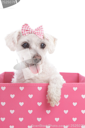 Image of Pretty dog in a pink heart box