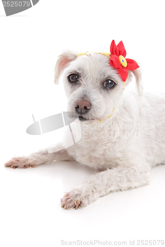 Image of Small white dog lying down resting