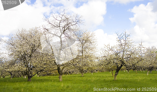 Image of sakura garden