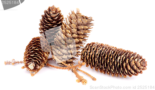 Image of Fir Cones