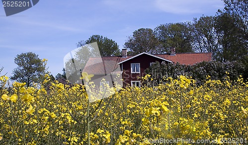 Image of house behind rape seed flowers