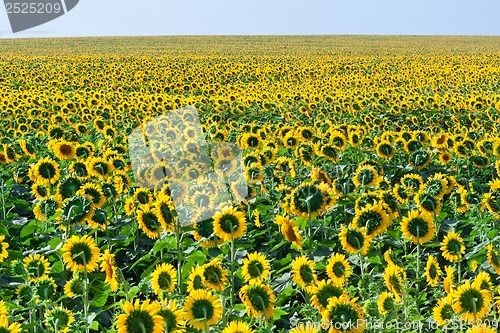 Image of Sunflowers