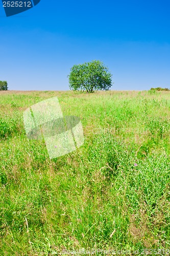 Image of Tree and field