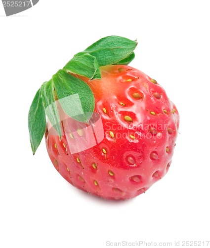 Image of Strawberry