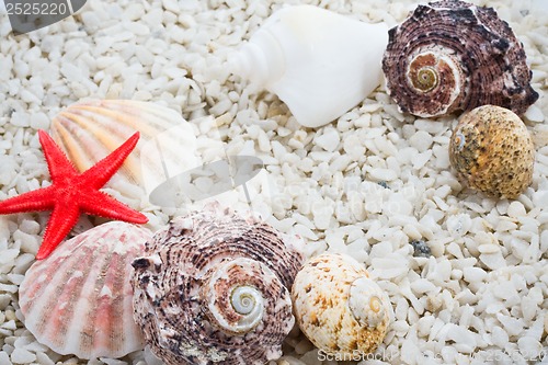 Image of Seashells