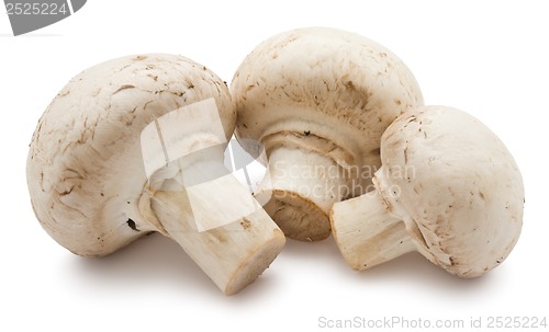 Image of Champignon mushrooms