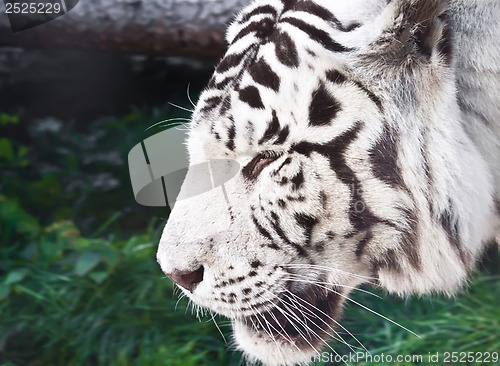 Image of White Tiger