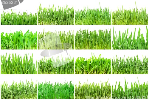 Image of Green grass