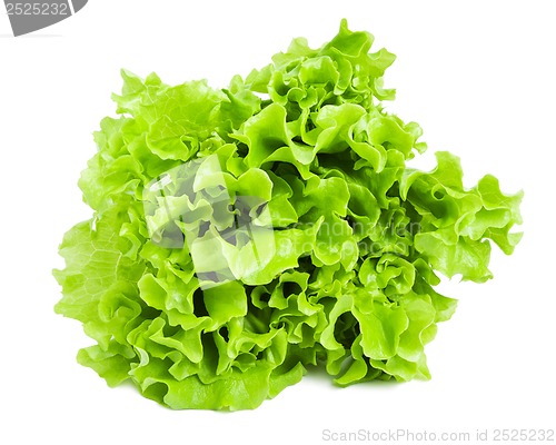 Image of Lettuce