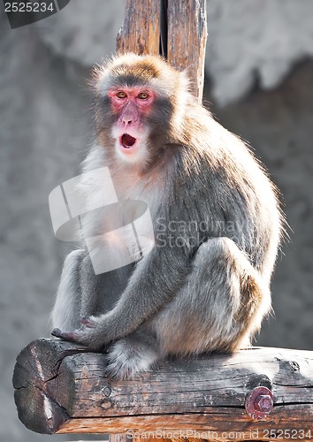 Image of Japanese macaque