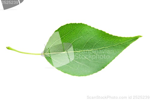 Image of Green leaf