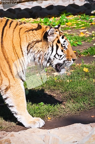 Image of Tiger