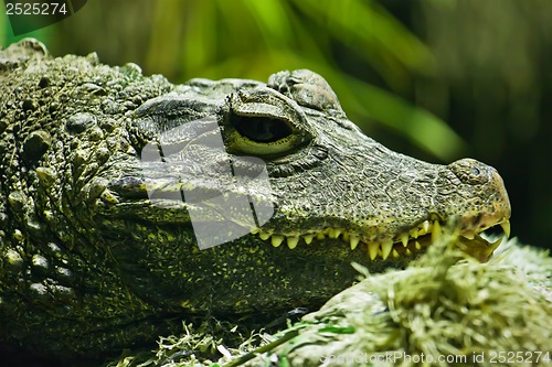 Image of Crocodile