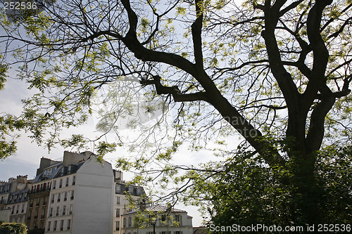 Image of Springtime - Montmartre