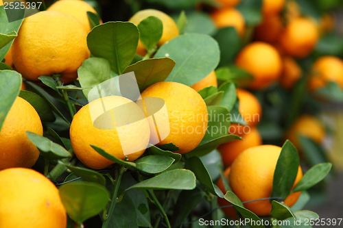 Image of Mandarin close up