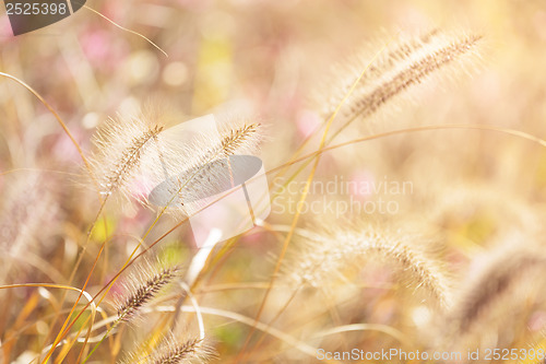 Image of Autumn reed under sunset