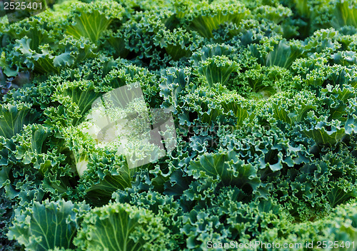 Image of Fresh lettuce close up