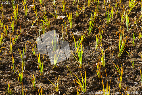 Image of Young green plant in the field