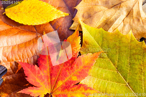 Image of Autumn maple leaves