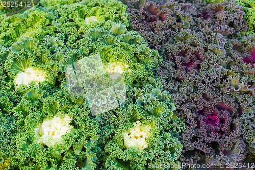 Image of Fresh lettuce