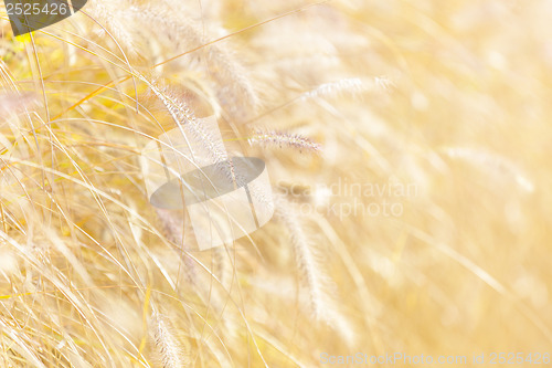 Image of Wild grass under sunset