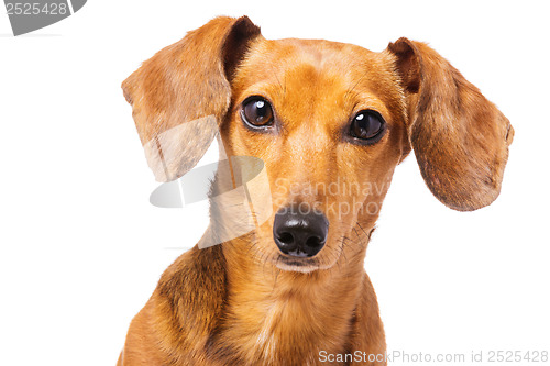 Image of Dachshund dog portrait