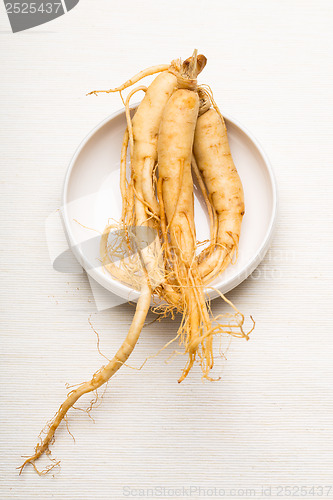 Image of Fresh Ginseng over the white background