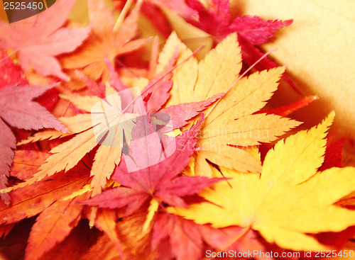 Image of Autumn maple leaves in box