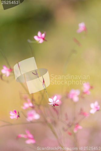 Image of Small pink flower