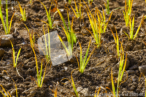 Image of Green plant in the field