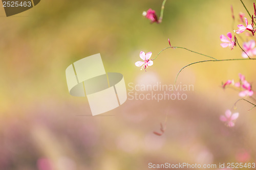 Image of Small pink flower