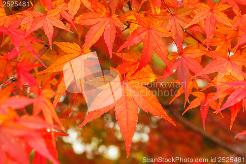 Image of Red maple leaves