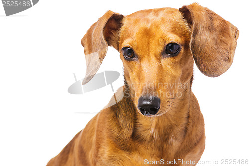 Image of Dachshund dog