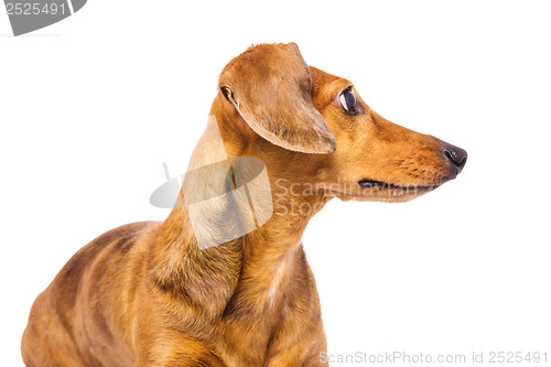 Image of Dachshund dog looking back