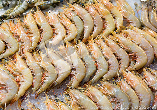 Image of Fresh shrimp