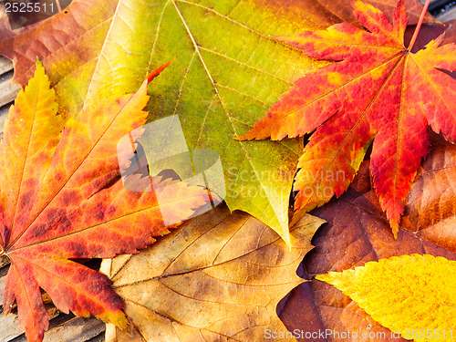 Image of Autumn maple leave with wooden background