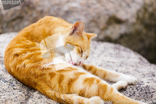 Image of Street cat