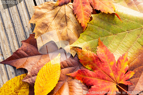 Image of Autumn maple leave with wooden background