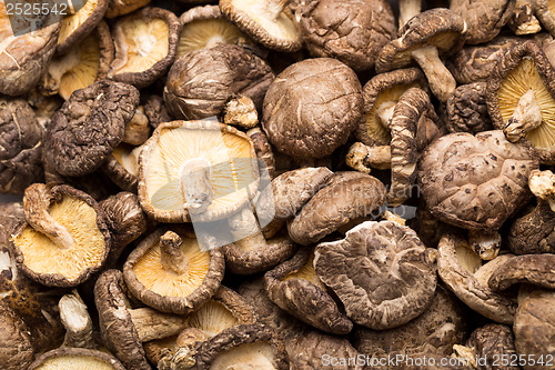 Image of Dried mushroom