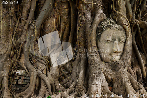 Image of Buddha head statue and the banyan tree
