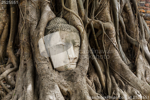 Image of Buddha head statue in banyan tree at Ayutthaya