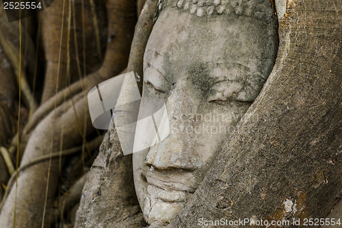 Image of Buddha head statue in old tree