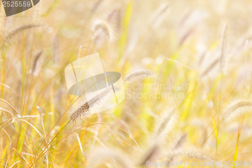 Image of Reed and sunlight
