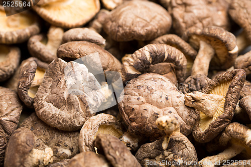 Image of Dried mushroom