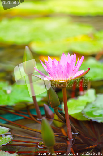 Image of Waterlily in the pond